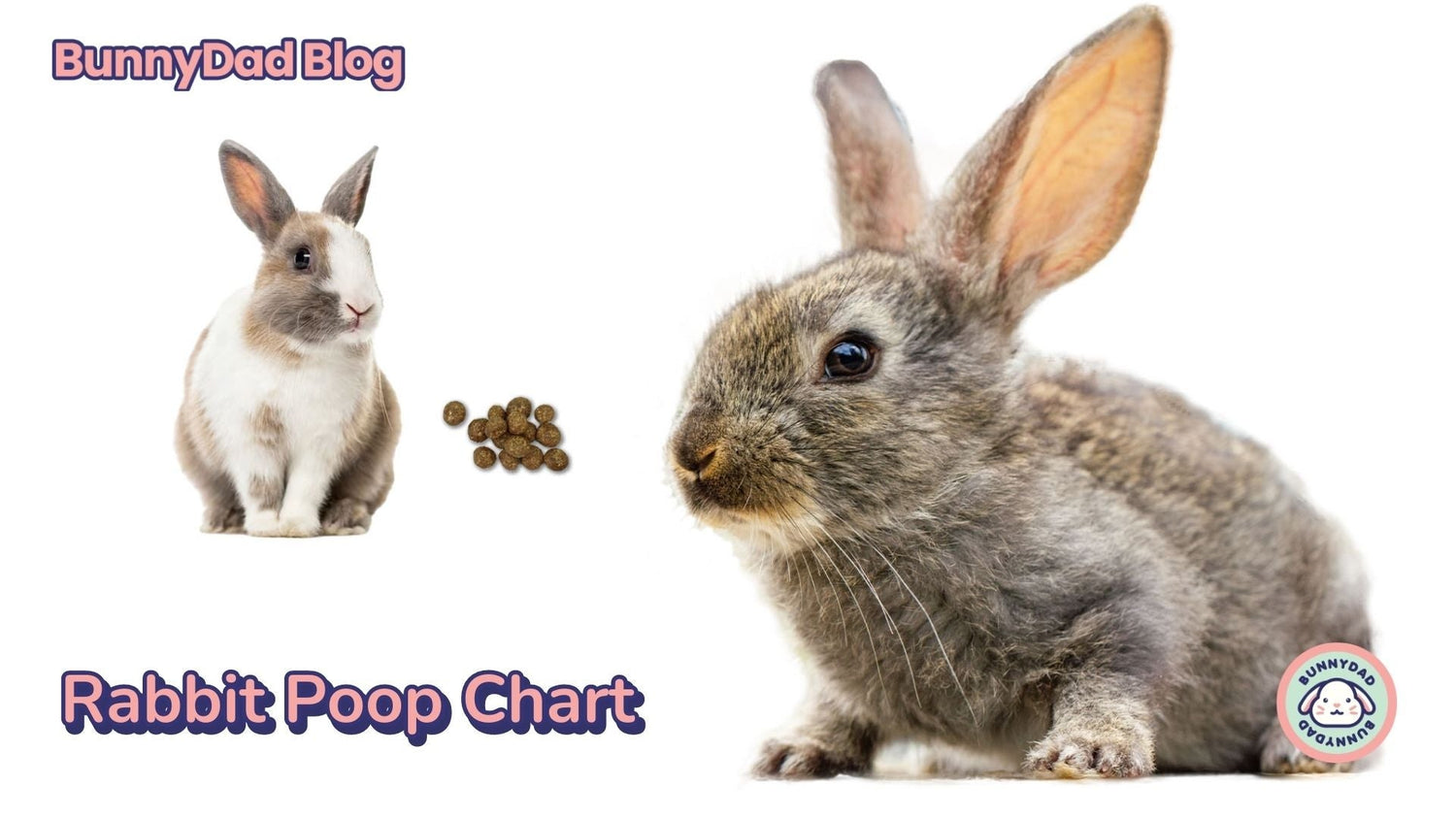 Rabbit Poop Chart | GuineaDad