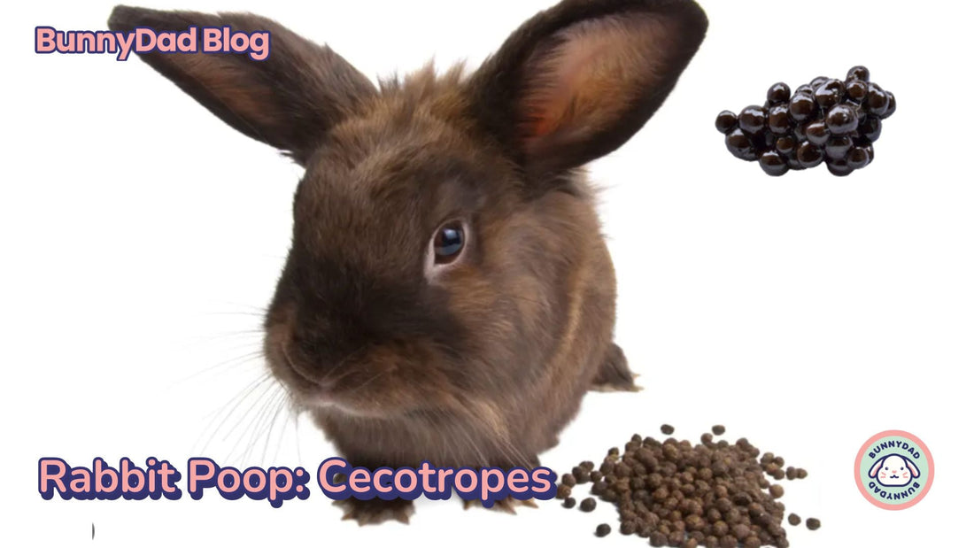Why Do Rabbits Eat Their Poop? A Complete Guide to Cecotropes