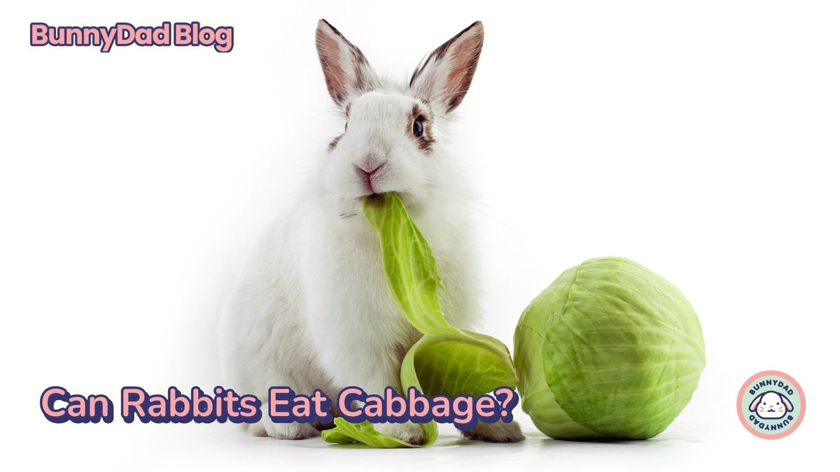 Can Rabbits Eat Cabbage? – GuineaDad