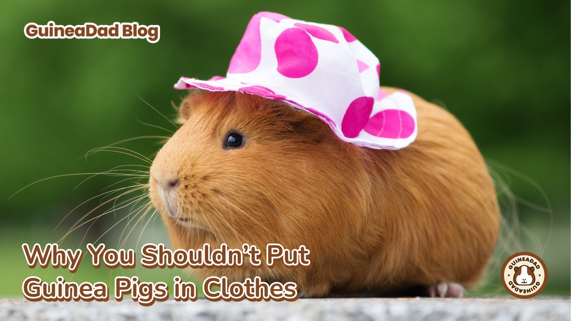 cute guinea pigs dressed up 14 Cute Guinea Pigs With Hats Who Are Always in Vogue