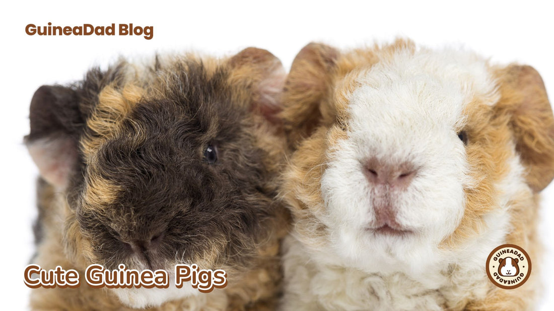 Cute guinea pigs, cute cavies, cute guinea pig, baby guinea pigs, cute animals