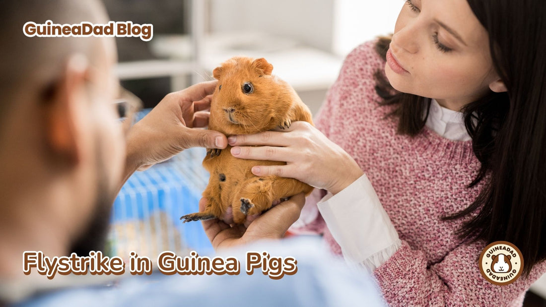 Flystrike in guinea pigs - fly strike guinea pigs - myiasis 