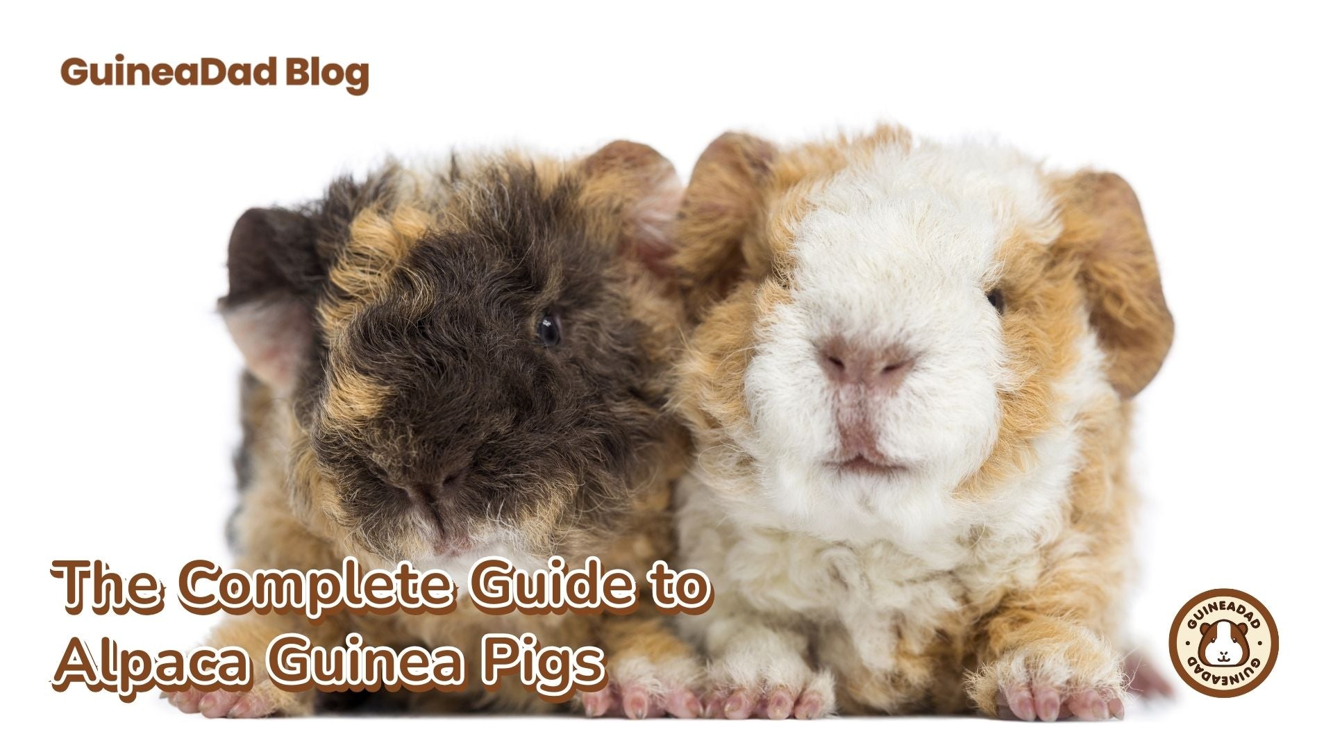 Science Reveals the Origins of Your Pet Guinea Pig - Science \u0026 Health, image size:1920x1080