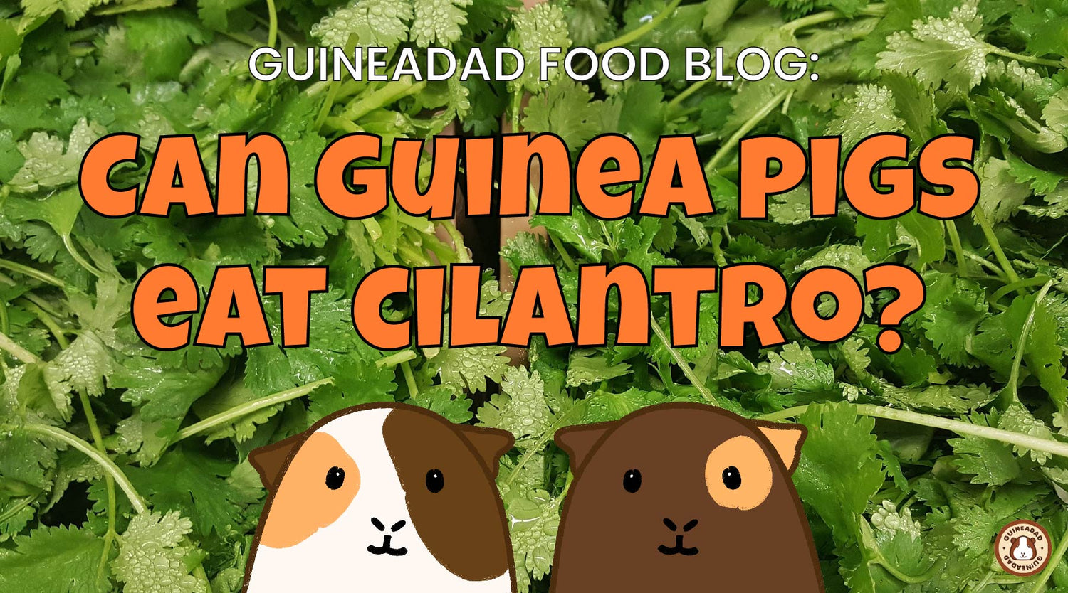 A closer look at Guinea Pig Homemade Biscuits With Coriander