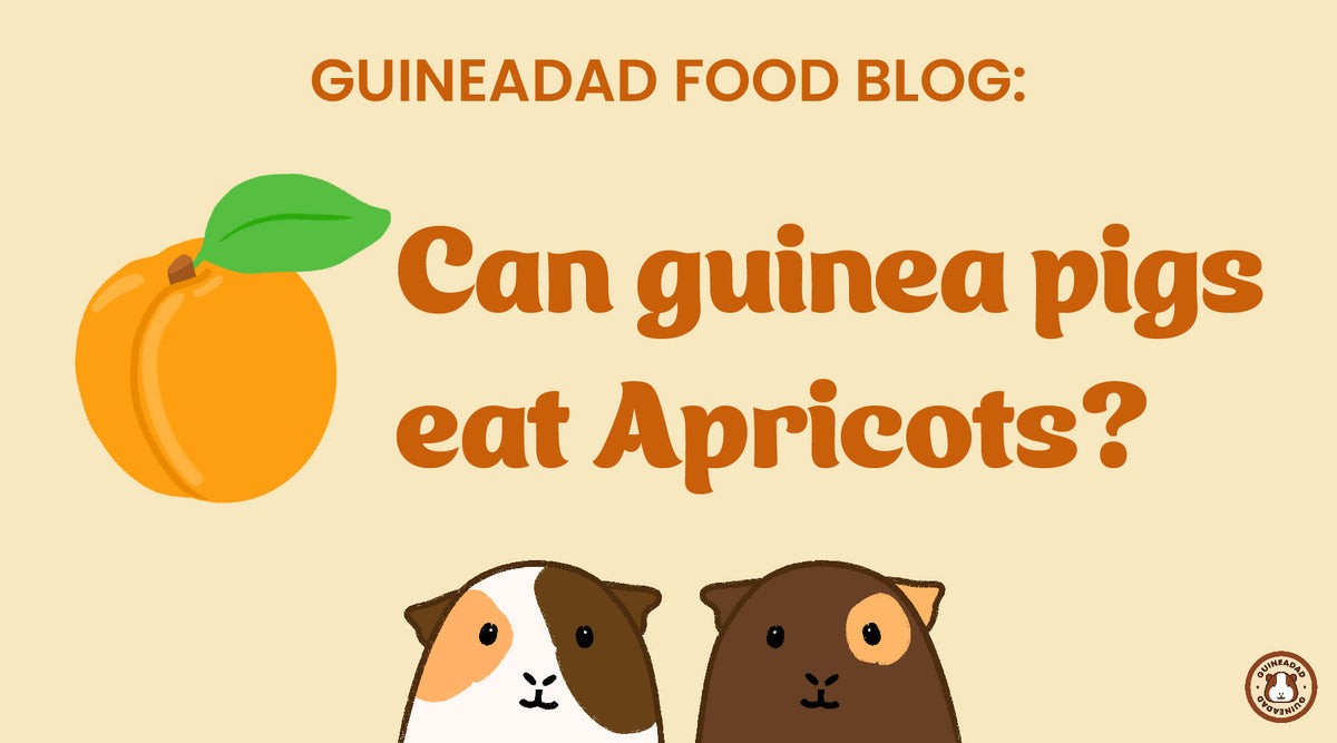 Picture of GuineaDad Food Blog: Can guinea pigs eat apricots?