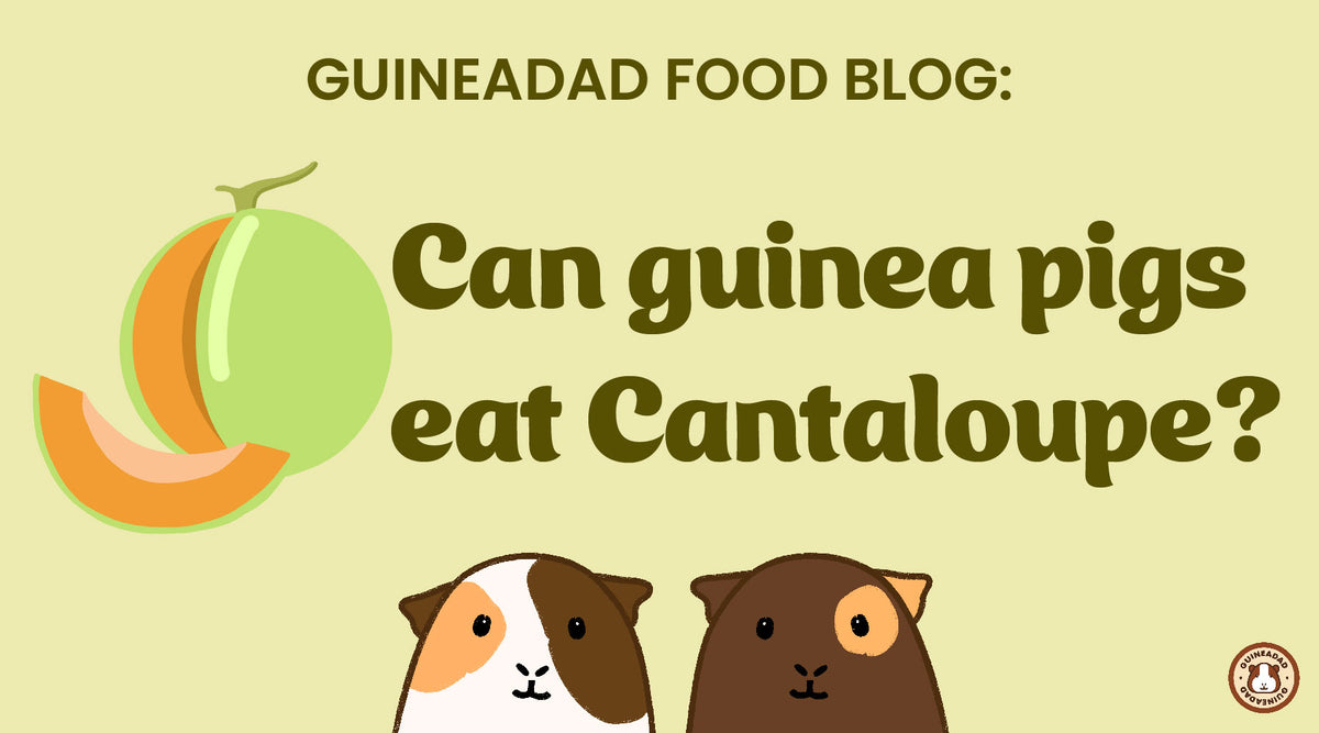 Picture of GuineaDad Food Blog: Can guinea pigs eat cantaloupe?