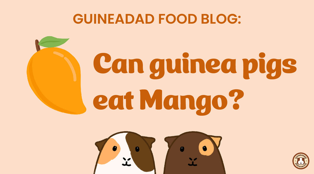 What mango offers guinea pigs: nutrition at a glance