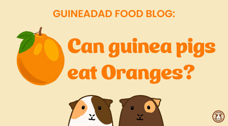 GuineaDad Food Blog: Can guinea pigs eat oranges?