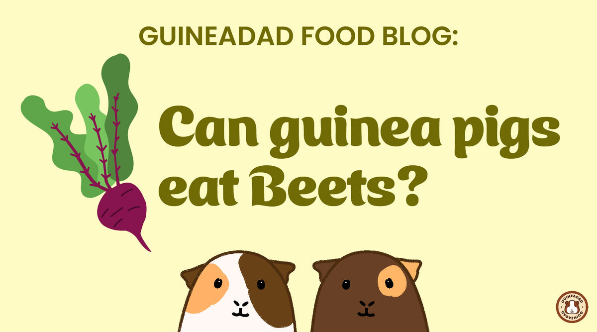 Raw Beets Safe For Guinea Pigs Reference: Guineadad Food Blog Can Guinea Pigs Eat Beets