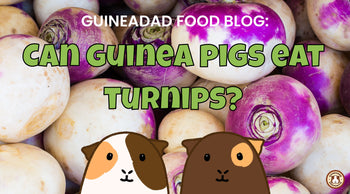 A closer look at Guinea Pig Cucumber And Turnip Bread Recipe
