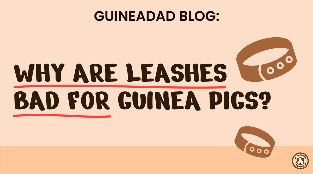 Why are leashes bad for guinea pigs?