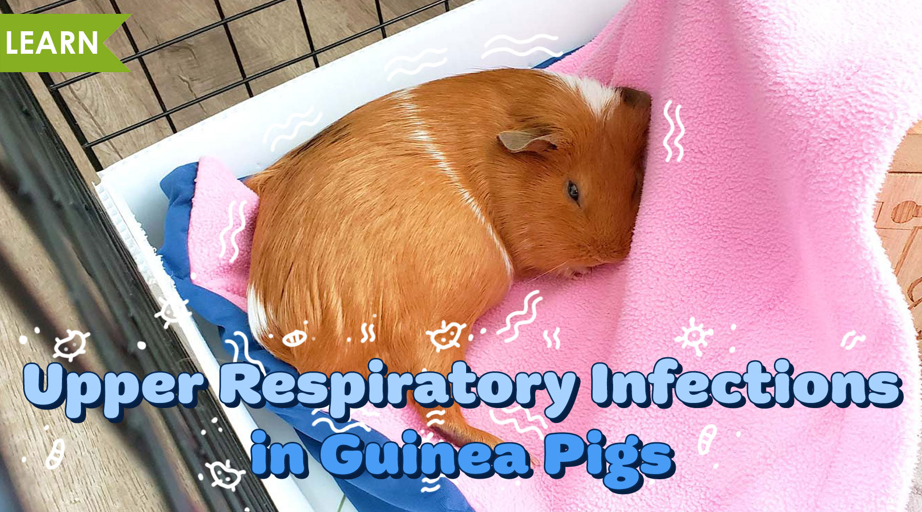 How To Treat Guinea Pig Upper Respiratory Infection At Home