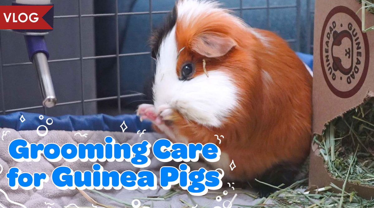 Grooming Care for Guinea Pigs โ GuineaDad