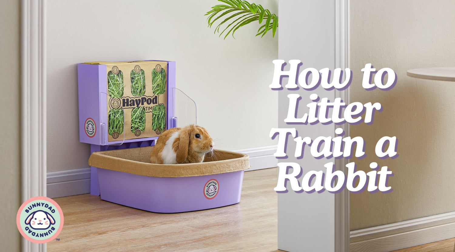 How to Litter Train a Rabbit – GuineaDad
