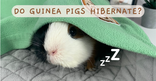 Do Guinea Pigs Hibernate? photo