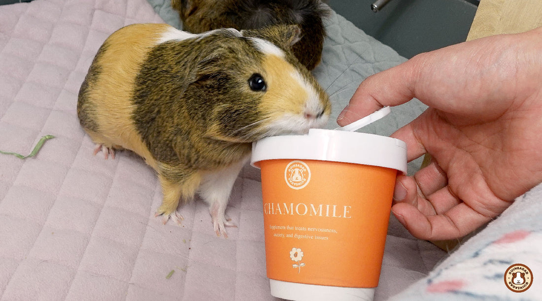 Ovarian cysts in guinea pigs