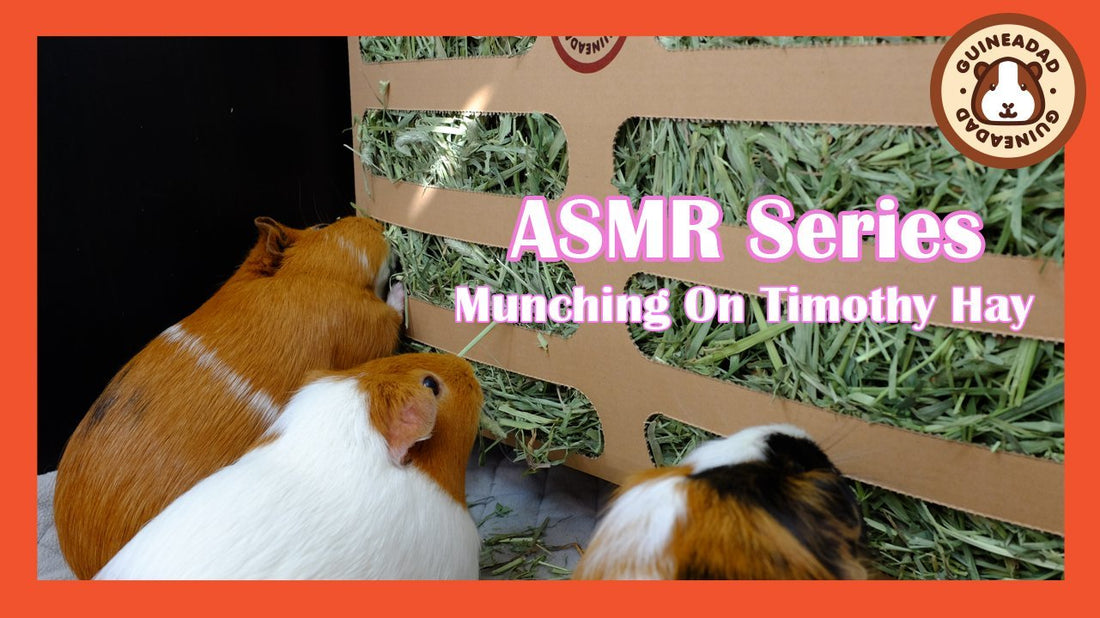 guinea pigs eating food