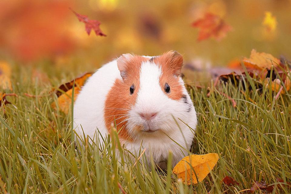 pics of guinea pigs