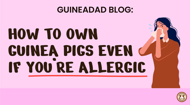 Photo inspiration: Fresh Look at How To Own Guinea Pigs Even If You Re Allergic