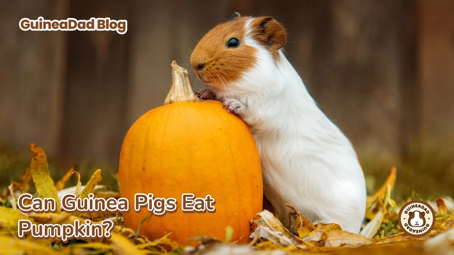 Why Pumpkin Can Be Safe for Guinea Pigs