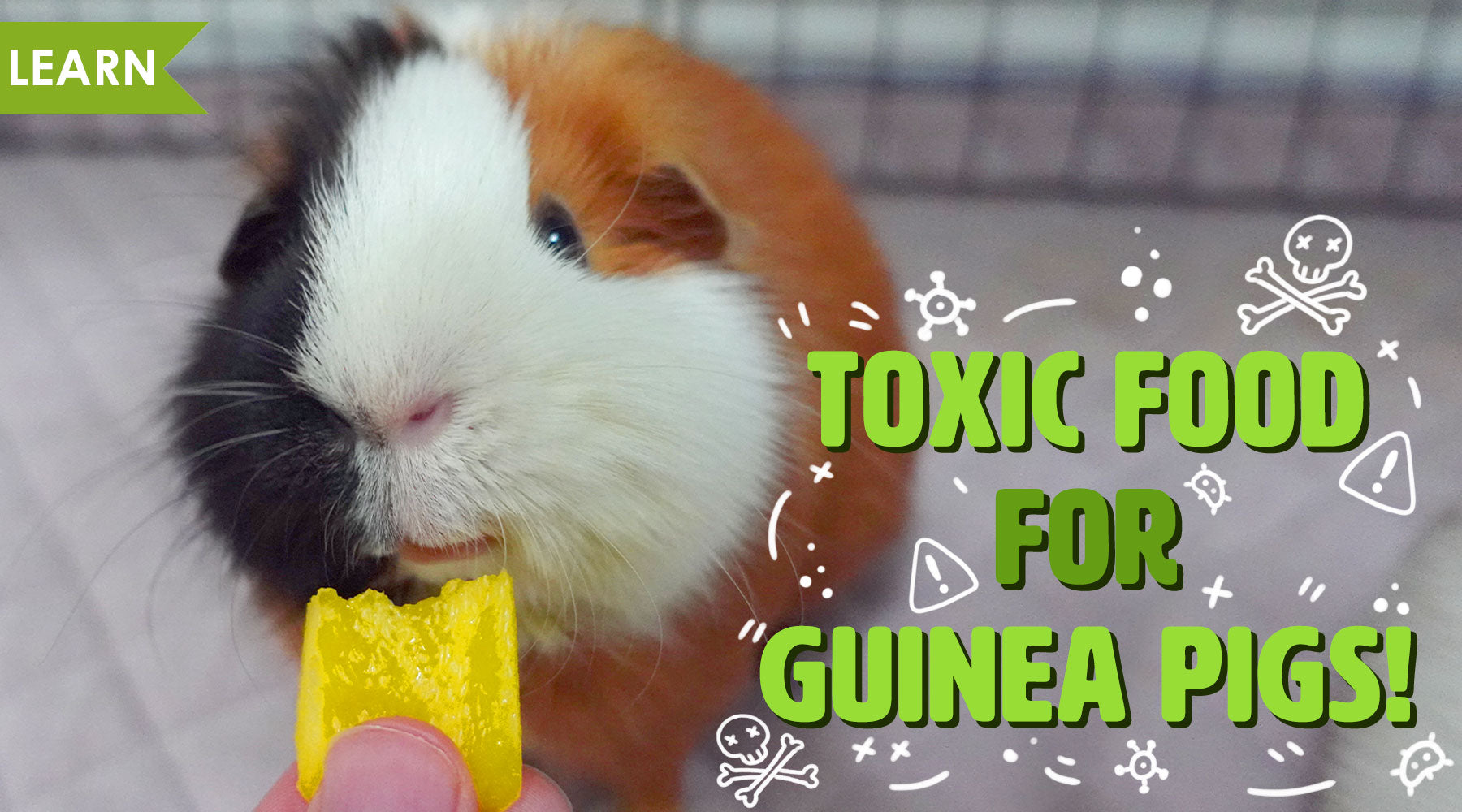 how much food do you give a guinea pig
