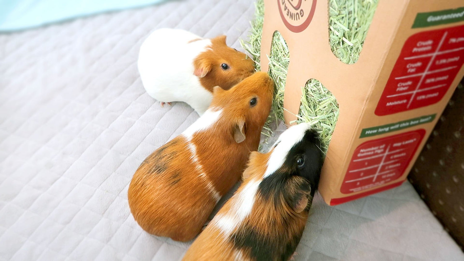 Hay & Treats: Premium Guinea Pig Nutrition