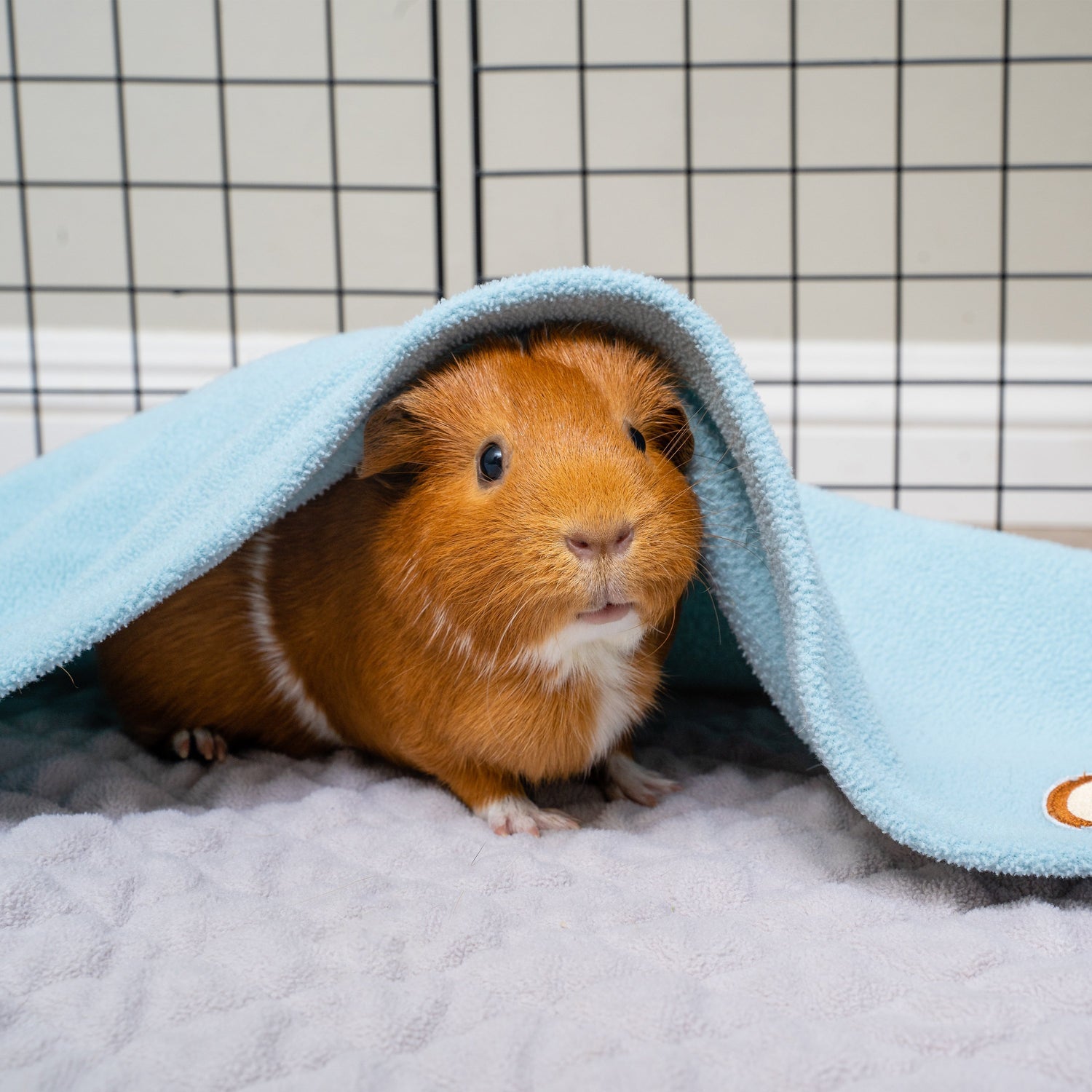 Best Bedding for Guinea Pigs - Fleece Guinea Pig Bedding