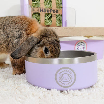 BunnyDad Big-Sipper Rabbit Water Bowl