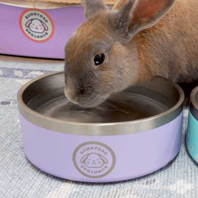 BunnyDad Big-Sipper Rabbit Water Bowl