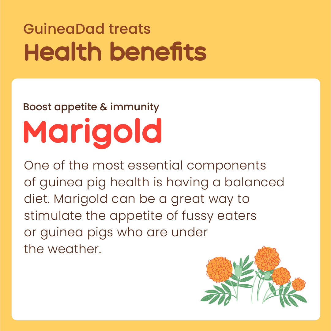 Subscription - GuineaDad Marigold Treat Cups (100% All Natural)