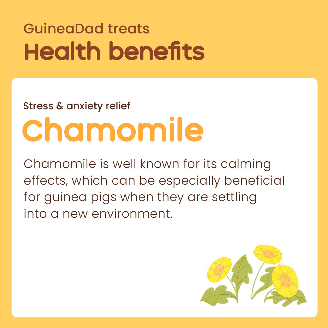 Subscription - GuineaDad Chamomile Treat Cups (100% All Natural)