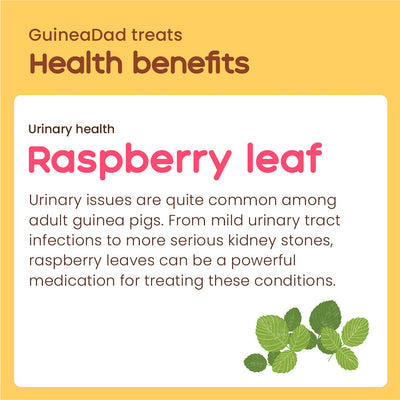 Subscription - GuineaDad Raspberry Leaf Treat Cup (100% All Natural)