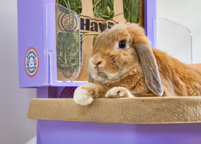 BunnyDad BunnyLet Rabbit Litter Box + Hay Feeder System