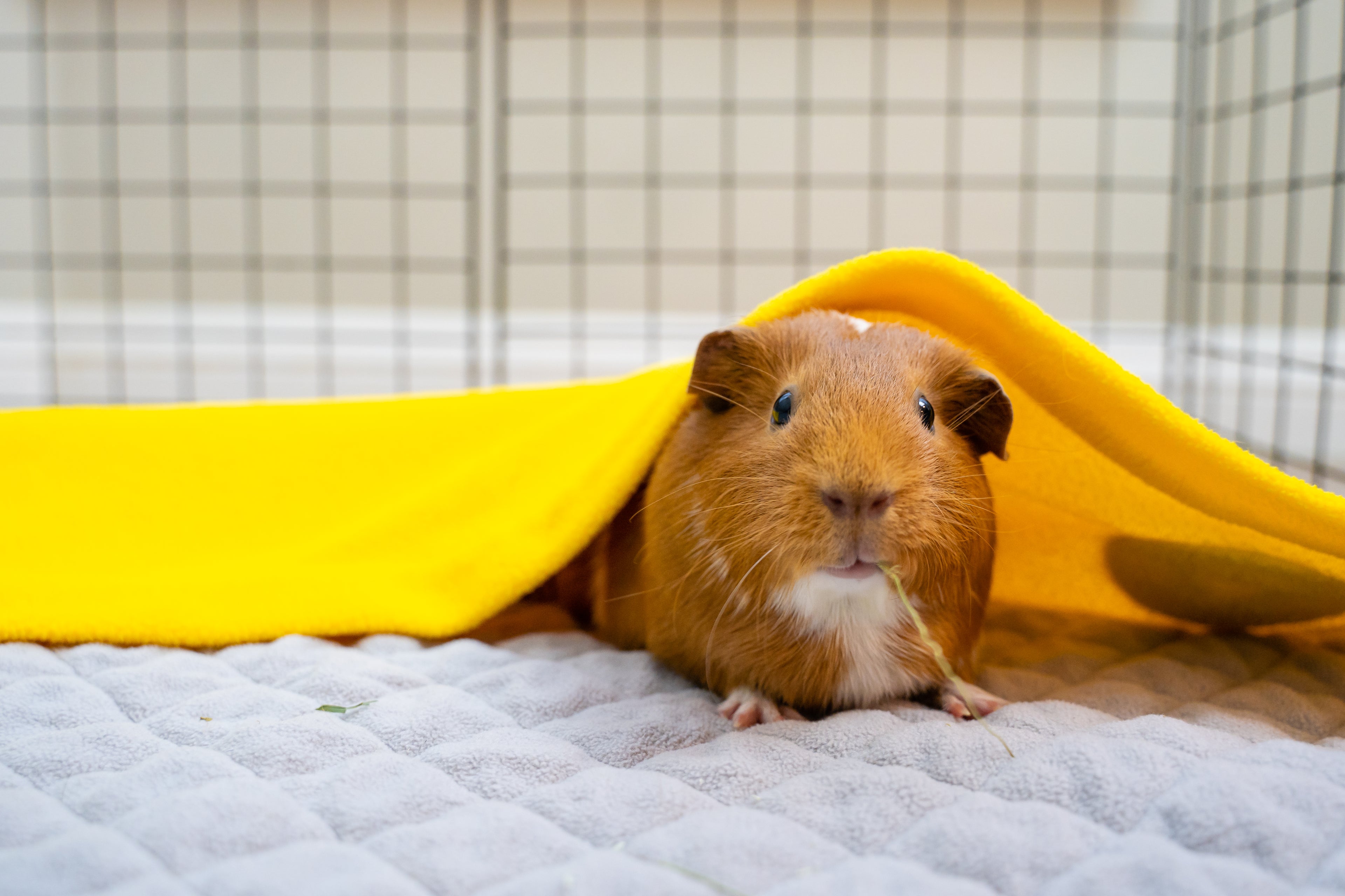 guinea pig fleece cage liner