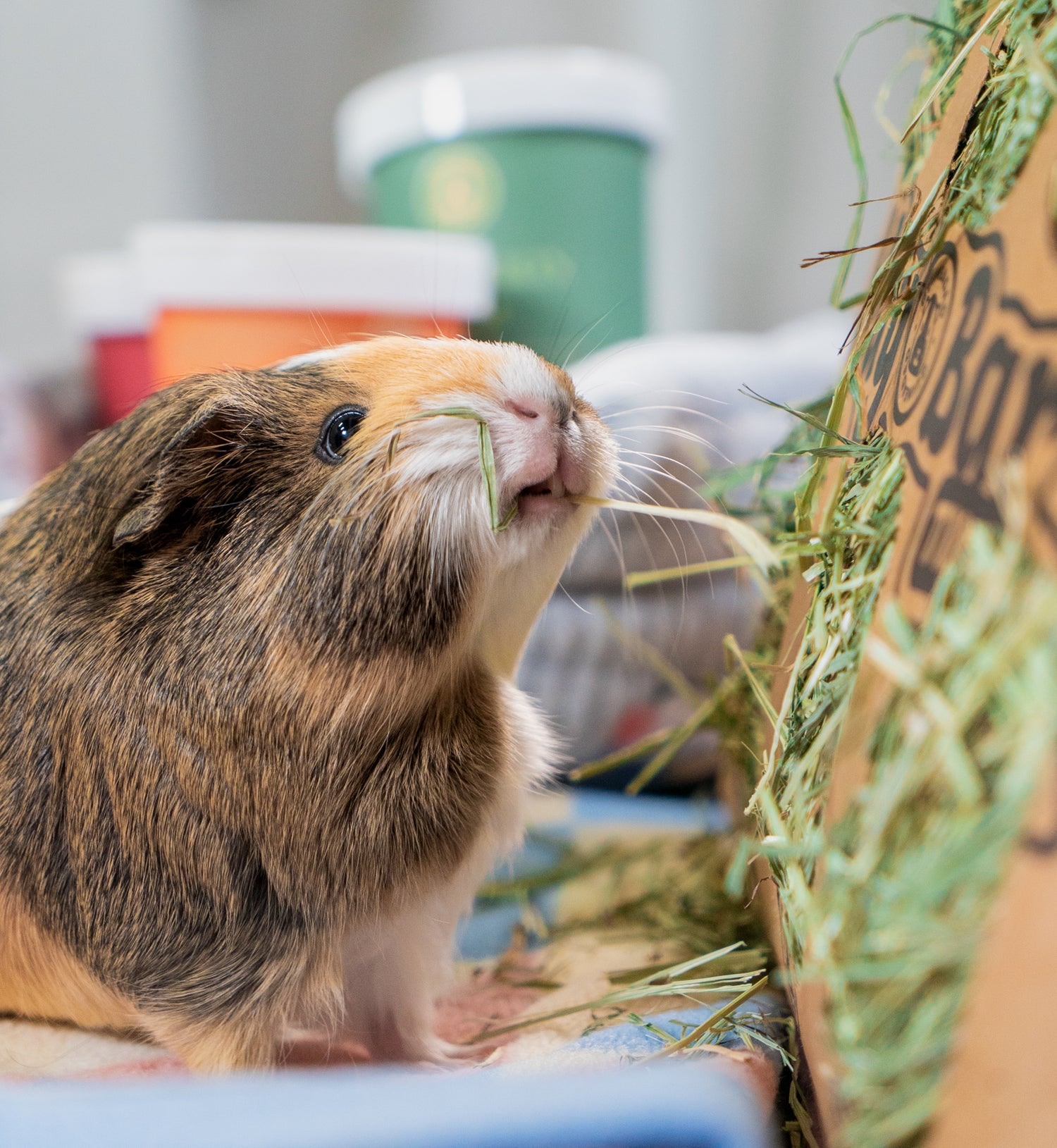 Hay & Treats