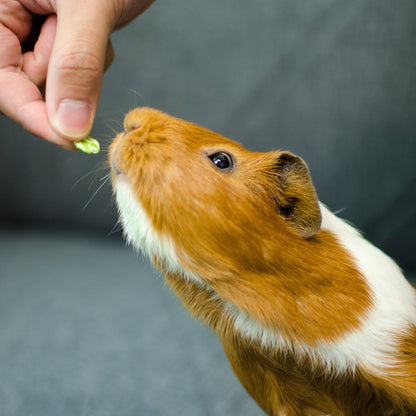 feeding guinea pig treats pea flakes