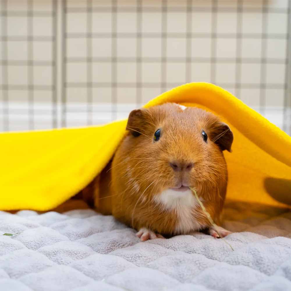 GuineaDad Liners - Guinea Pig Fleece Cage Liner Bedding | GuineaDad