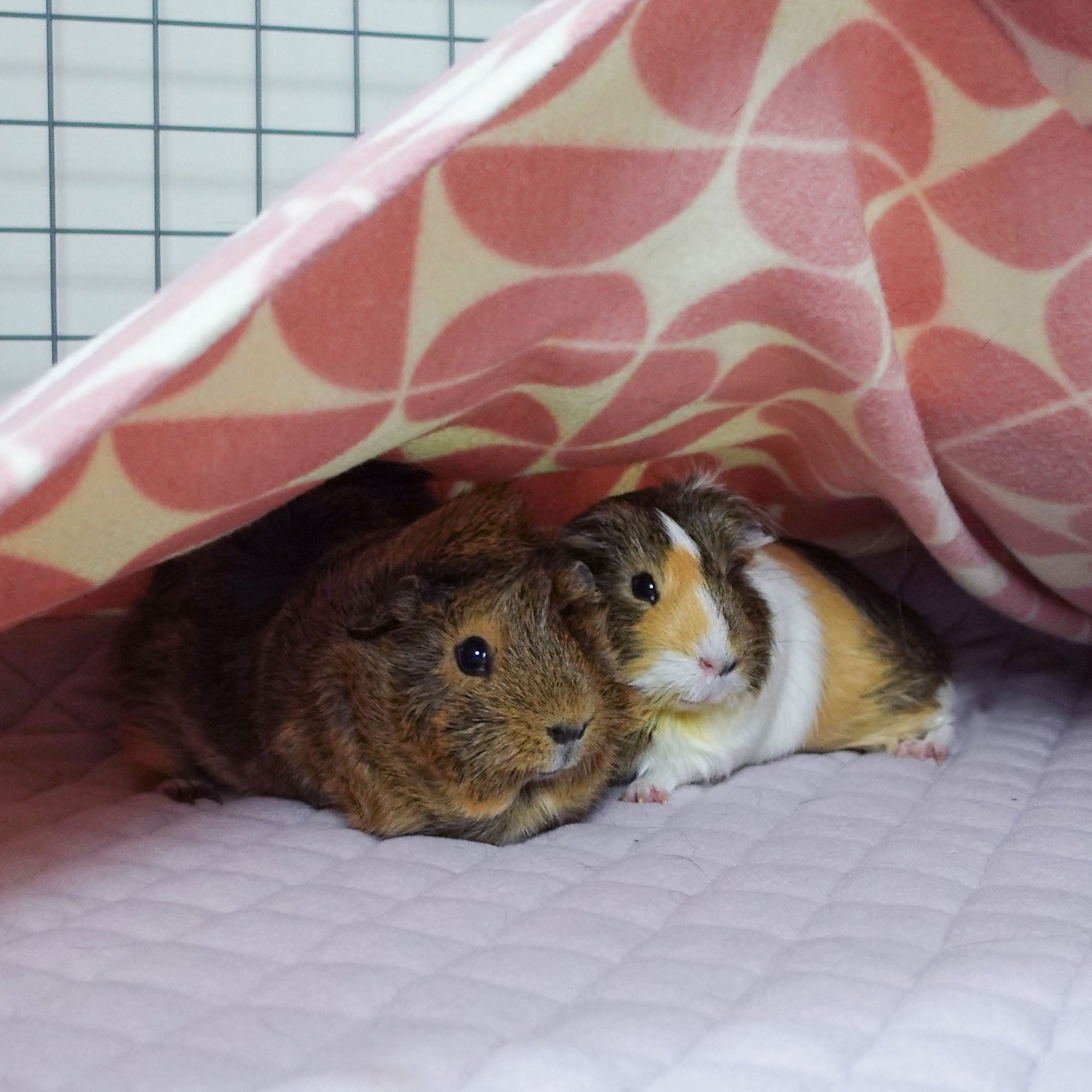 GuineaDad Premium Liner - Ultra-Plush Guinea Pig Fleece Liner
