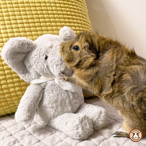 GuineaDad