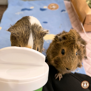 GuineaDad