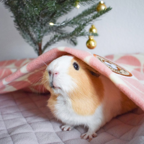 GuineaDad