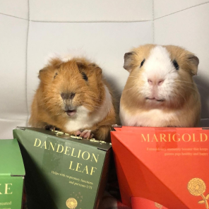 GuineaDad