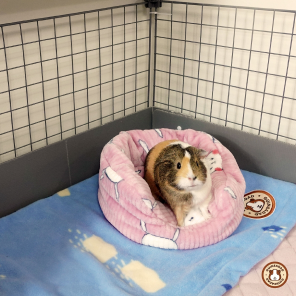 GuineaDad