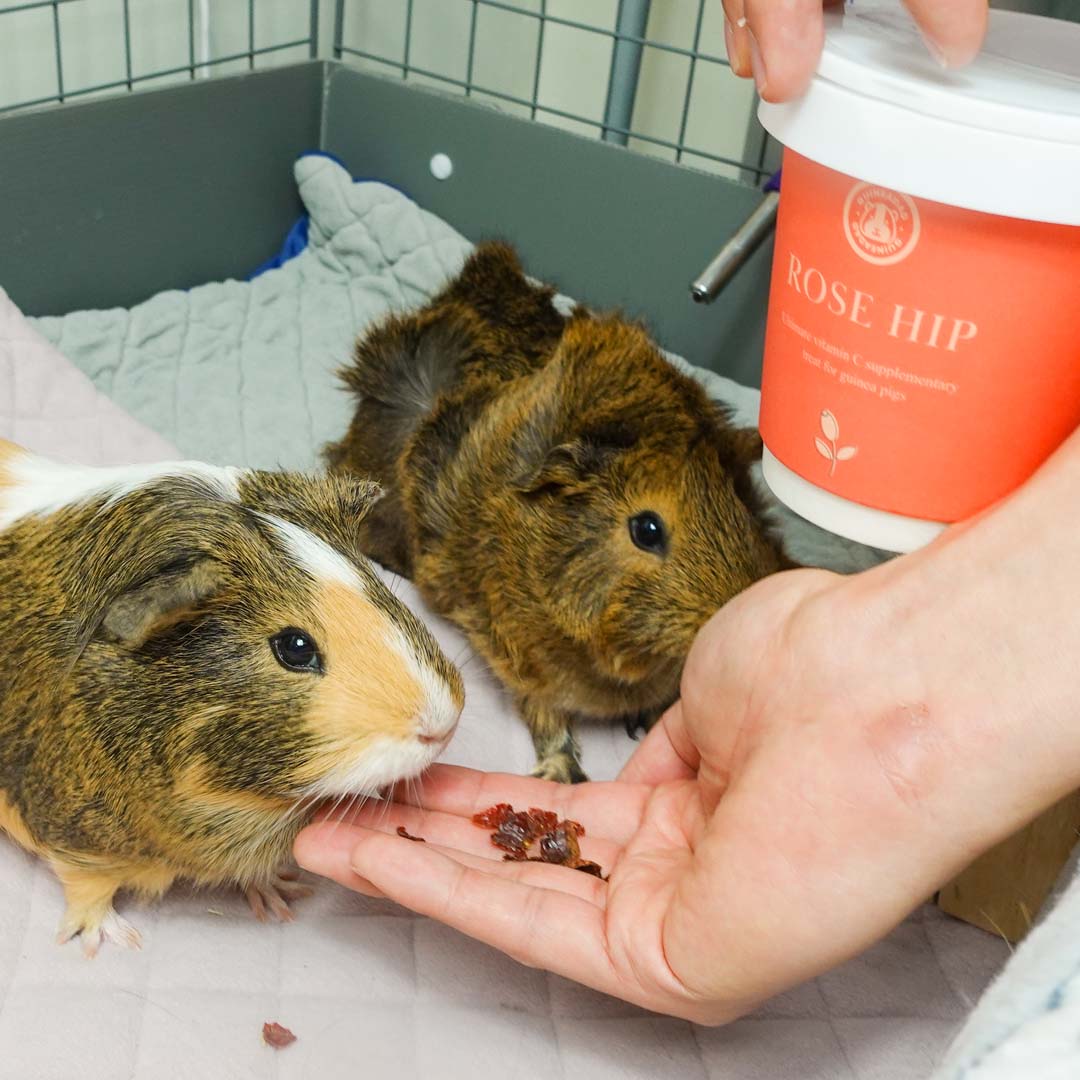 Guinea pigs eating GuineaDad RoseHip Organic Herbal Treats for guinea pigs
