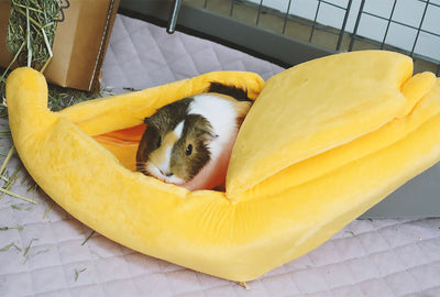 GuineaDad Banana Hidey For Guinea Pigs