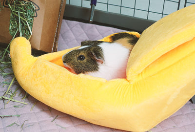 GuineaDad Banana Hidey For Guinea Pigs
