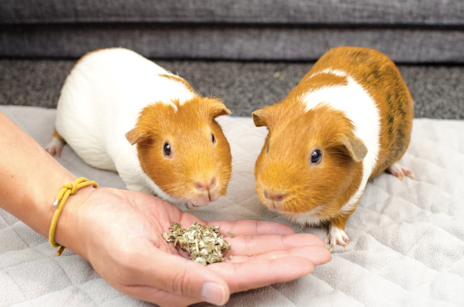 edible flowers for guinea pigs