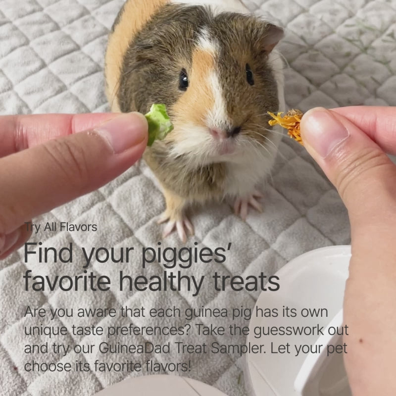 GuineaDad Yummy Treat Sampler (6 Flavors / 100% All Natural)