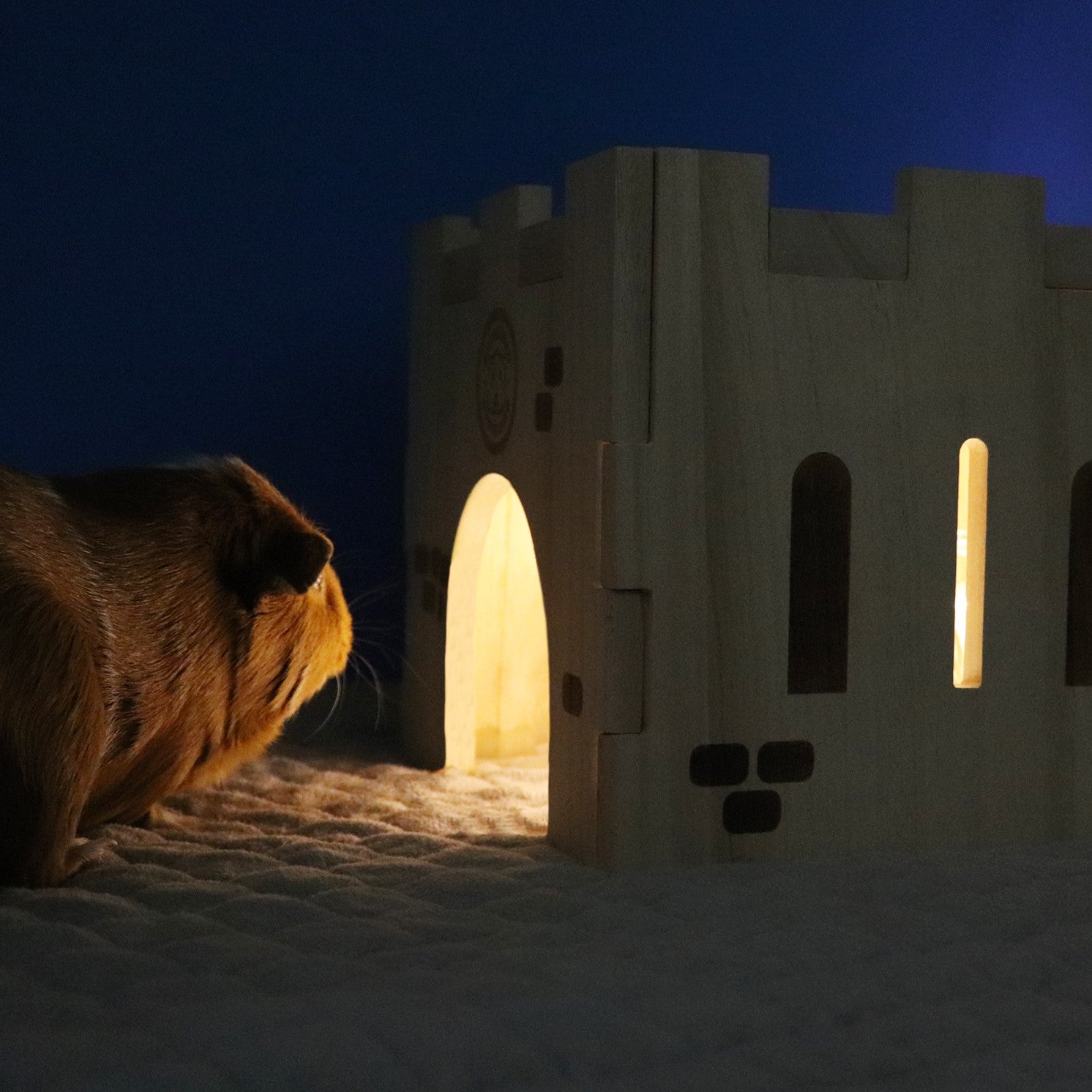 A guinea pig staring inside the GuineaDad Queen's Castle