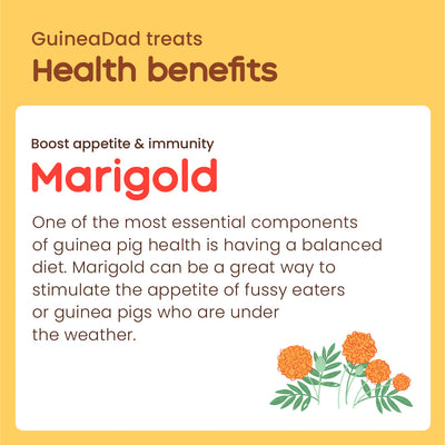 GuineaDad Marigold Treat Cups (100% All Natural)